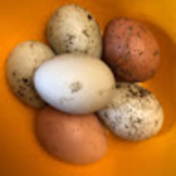 Meet your Posher, Valarie - Picture 1 of 1